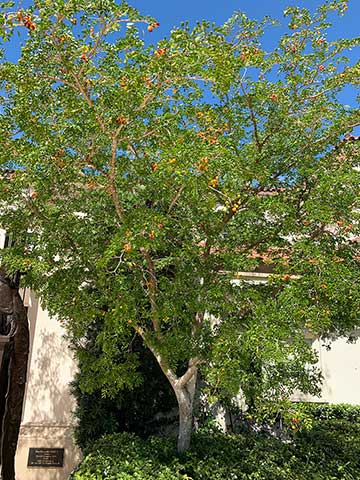 Guaiacum sanctum – дерево с плодами в саду Общества четырёх искусств. Палм-Бич, Флорида, США