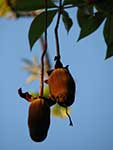 Висячие плоды в парке Ала-Моана-Бич (о. Оаху, Гавайи)