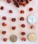 Семена с монетами