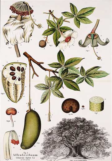 Ботаническая иллюстрация из альбома «Ausländische Kulturpflanzen in farbigen Wandtafeln», 1870–1960