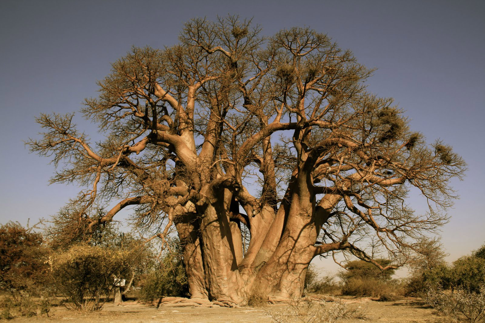 Баобаб википедия. Баобаб в саванне Африки. Растения Африки баобаб. Баобаб дерево. Баобаб Адансония.