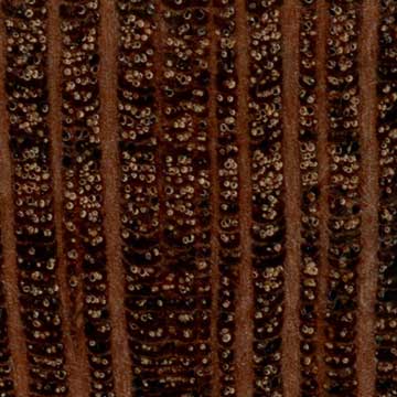 Бифвуд (Grevillea striata) – торец доски – волокна древесины