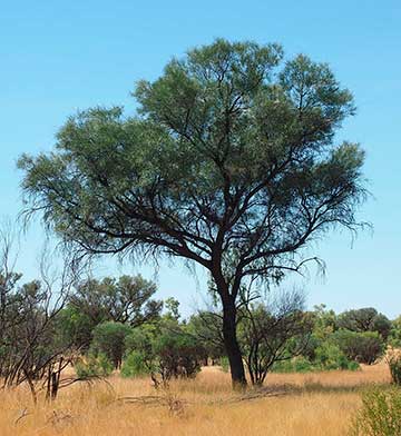 Grevillea striata (штат Северная территория, Австралия)
