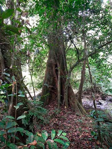 Ствол взрослого дерева. Национальный парк Кампо-Маан, Камерун. 4 марта 2016 г.
