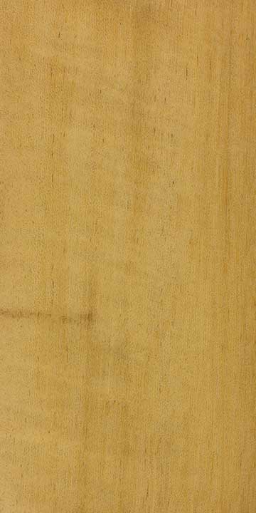 Хлебный орех (Brosimum alicastrum) – древесина под лаком