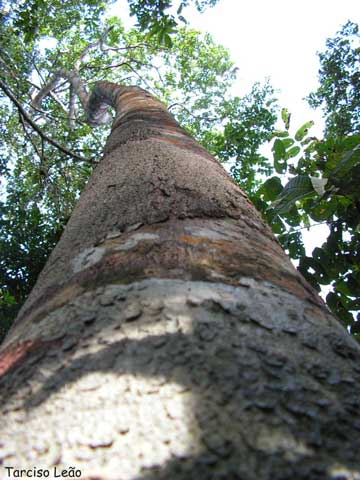 Змеиное дерево - вид снизу вверх, от ствола к кроне