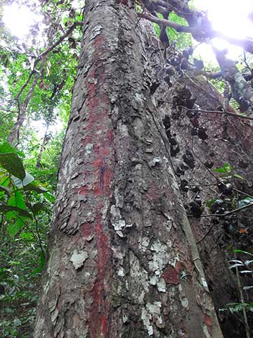 Ствол дерева Vouacapoua americana