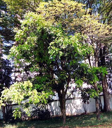 Культивируемое дерево в парке Серет, Сан-Паулу (Бразилия)