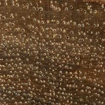 Гикори шеллбаркский - торец доски – волокна древесины