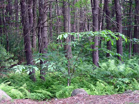 Молодое дерево в естественной среде обитания