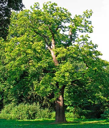 Общий вид взрослого дерева