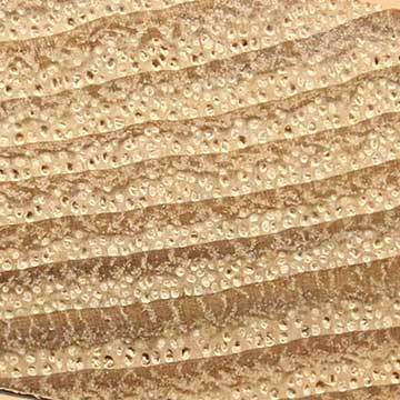 Каштан посевной (Castanea sativa) – торец доски – волокна древесины, увел. 10х