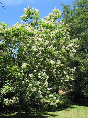Большое цветущее дерево, родом из США. Дендрарий Ренде (Бельгия)