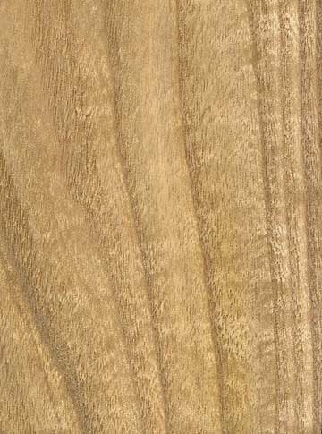 Катальпа прекрасная (Catalpa speciosa) – древесина под лаком