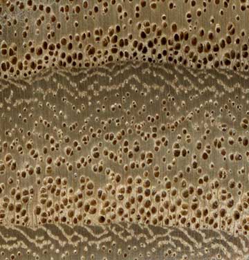 Катальпа прекрасная (Catalpa speciosa) – торец доски – волокна древесины, увел. 10х