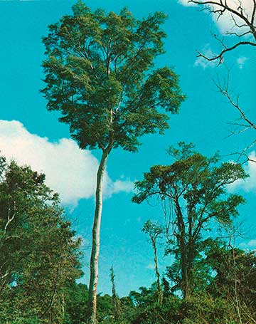 Дерево, растущее в лесу в Аргентине