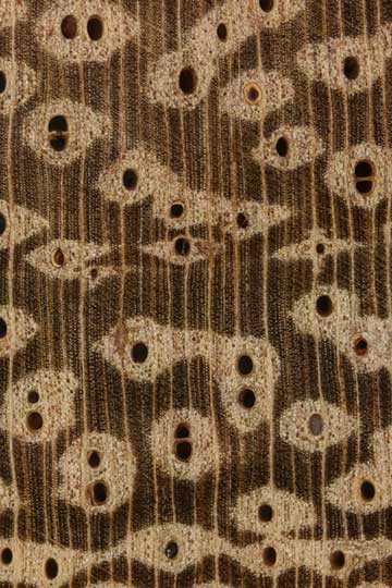Череджейра (Amburana cearensis) – торец доски – волокна древесины, увел. 10х