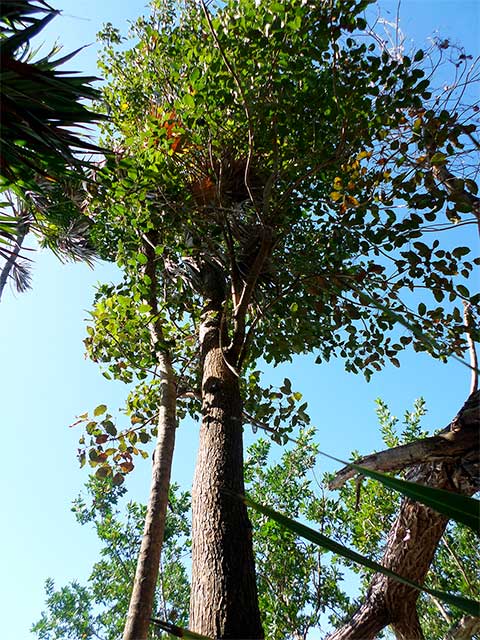 Дерево Ченчем (Metopium brownei) обитает в средних субпереннифолических джунглях, имеет токсический экссудат, который становится чёрным при высыхании