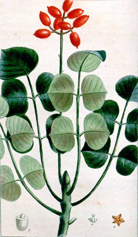 Ботаническая иллюстрация из книги М.Э. Декуртильца 'Медицинская флора Вест-Индии' (Flore médicale des Antilles)