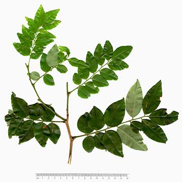 Листья – Чичипате (Leptolobium panamense)