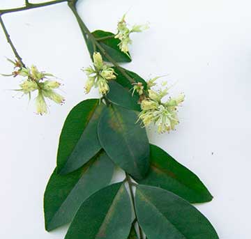 Цветы и листья – Чичипате (Leptolobium panamense)