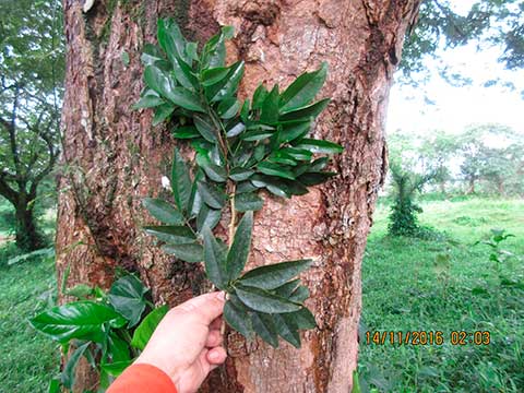 Ствол и ветка с листьями – Чичипате (Leptolobium panamense)