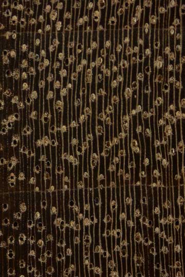Чичипате (Leptolobium panamense) – торец доски – волокна древесины, увел. 10х
