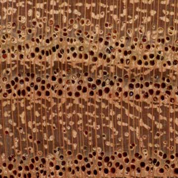 Чайнаберри (Melia azedarach) – торец доски – волокна древесины, увел. 10х