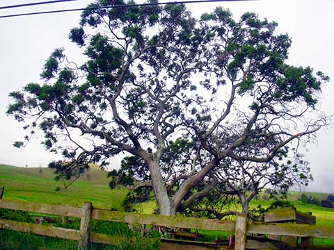 Дерево, растущее на Гавайях