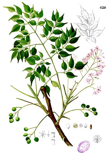 Ботаническая иллюстрация из книги Франсиско Мануэля Бланко Флора Филиппин (Flora de Filipinas), 1880–1883