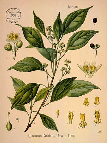 Ботаническая иллюстрация из книги «Köhler’s Medizinal-Pflanzen», 1887