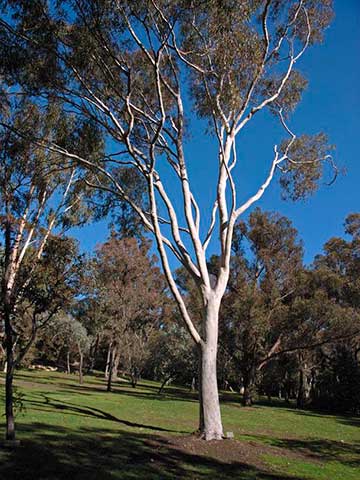 Дерево в Австралийском национальном ботаническом саду