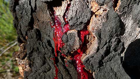 Красная смола, просачивающаяся из-за повреждения ствола