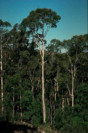 Деревья Corymbia maculata