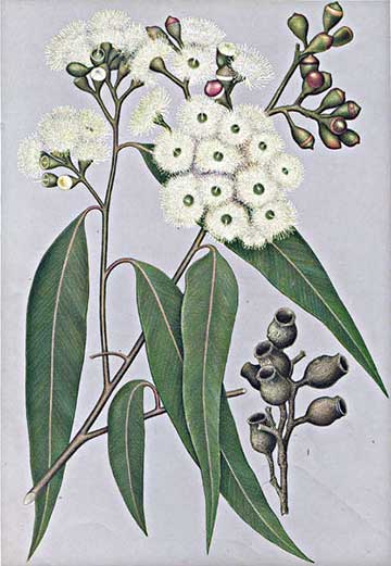 Ботаническая иллюстрация Corymbia maculata