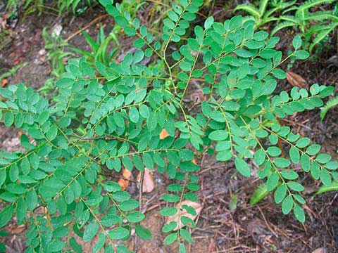 Буа де Роз (Dalbergia louvelii) – листья
