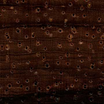 Палисандр Рио (Dalbergia nigra) – торец доски – волокна древесины
