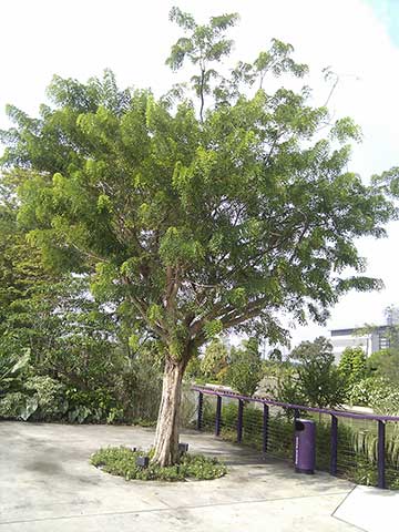 Небольшое культивируемое дерево в Таиланде
