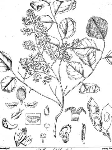 Ботаническая иллюстрация из книги Беддома Р.Г. 'Флора Сильватика Южной Индии' (The Flora Sylvatica for southern India), 1869–1873