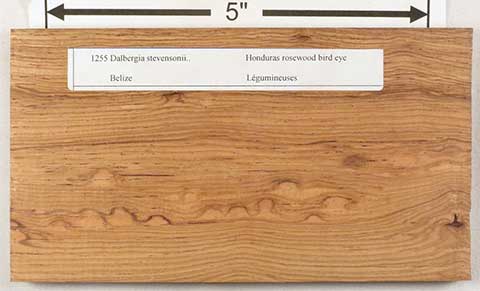Гондурасский палисандр – Dalbergia stevensonii