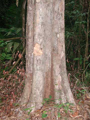 Гондурасский палисандр (Dalbergia stevensonii)