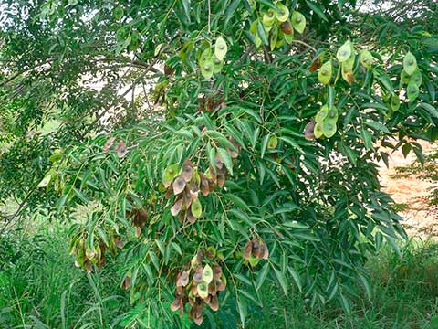 Dalbergia greveana – Созревающие семенные стручки