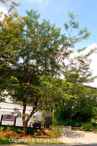 Сиамский палисандр (Dalbergia cochinchinensis)