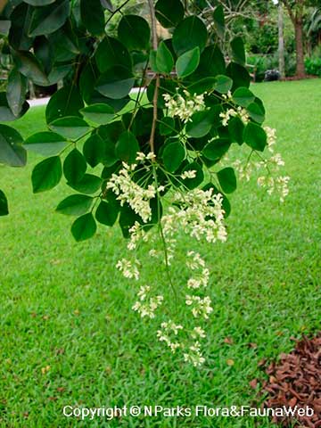 Сиамский палисандр (Dalbergia cochinchinensis)