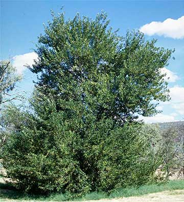 Типичное дерево Сиссу
