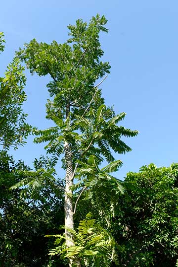Дерево, выращиваемое в Королевском парке Рамы IX (Бангкок, Таиланд)