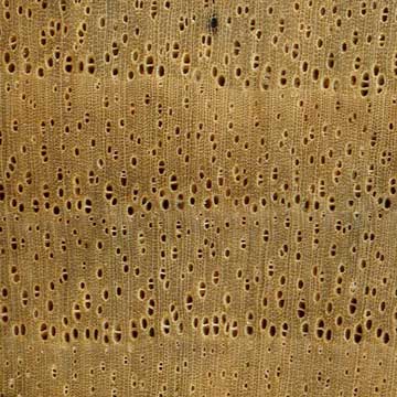 Белый эбен - торец доски – волокна древесины