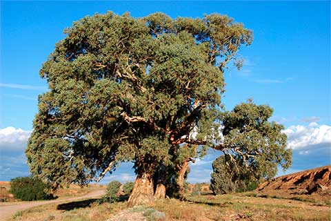 Эвкалипт камальдульский (Eucalyptus camaldulensis) – общий вид взрослого дерева
