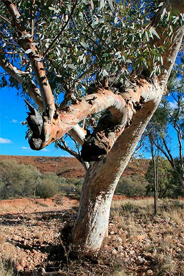 Эвкалипт камальдульский (Eucalyptus camaldulensis) – сухие русла рек Центральной Австралии имеют достаточный подземный сток воды, чтобы питать деревья