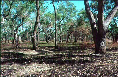 Eucalyptus coolabah на пойме реки в Северной Австралии